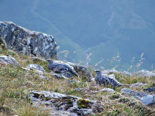 Ptarmigan