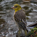 Village weaver bird.3jpg