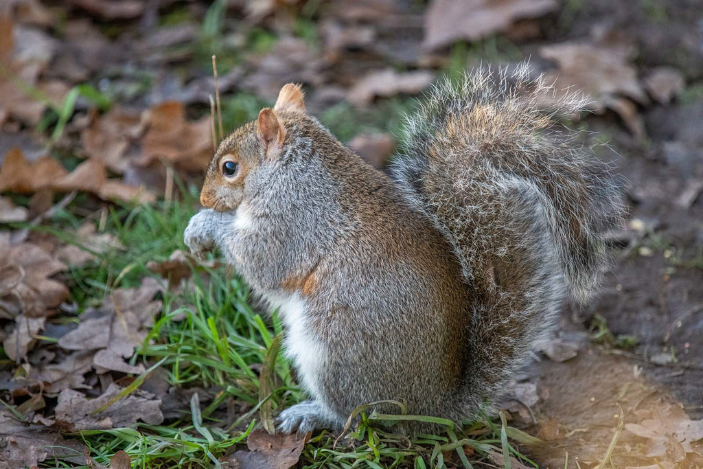 Squirrel