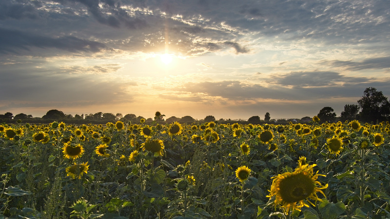 Sunflower Fields