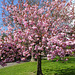 Cherry Blossom In Glasgow