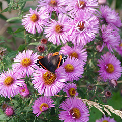 Red Admiral on asters
