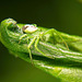 Die Grüne Krabbenspinne hat sich auf die Lauer gelegt :))  The Diaea dorsata has laid in wait :))  La Diaea dorsata s'est mise à l'affût :))