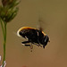 Hummel-Keilfleckschwebfliege