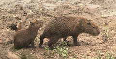 EF7A0325-CR2 DxO DeepPRIME -1Capybarav3