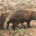 EF7A0325-CR2 DxO DeepPRIME -1Capybarav3