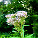 Eupatorium cannabinum