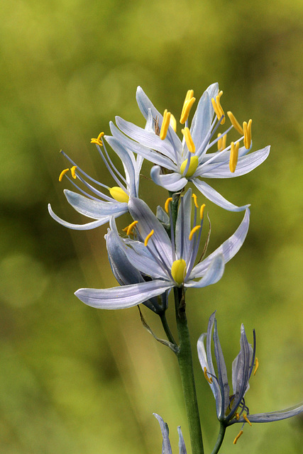 Common Camas