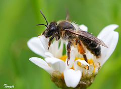 abeja. jardin canario.