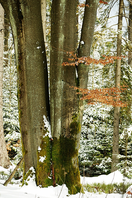 Schneebuche Schneebuche