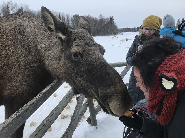 “I kissed a moose, I liked it”