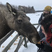 “I kissed a moose, I liked it”
