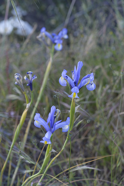 Iris xiphium