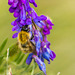 Common-carder Bee