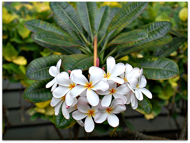 Plumeria