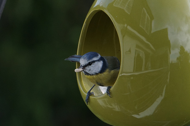 Vogelhaus