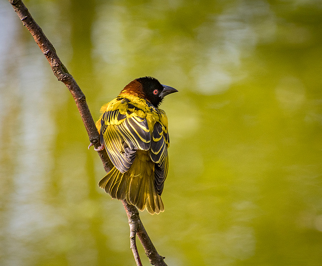 Village weaver bird.4jpg