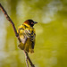 Village weaver bird.4jpg