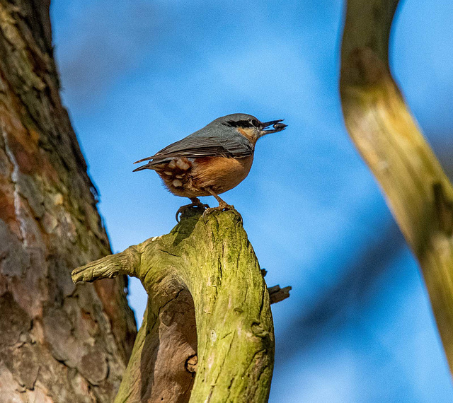 Nuthatch