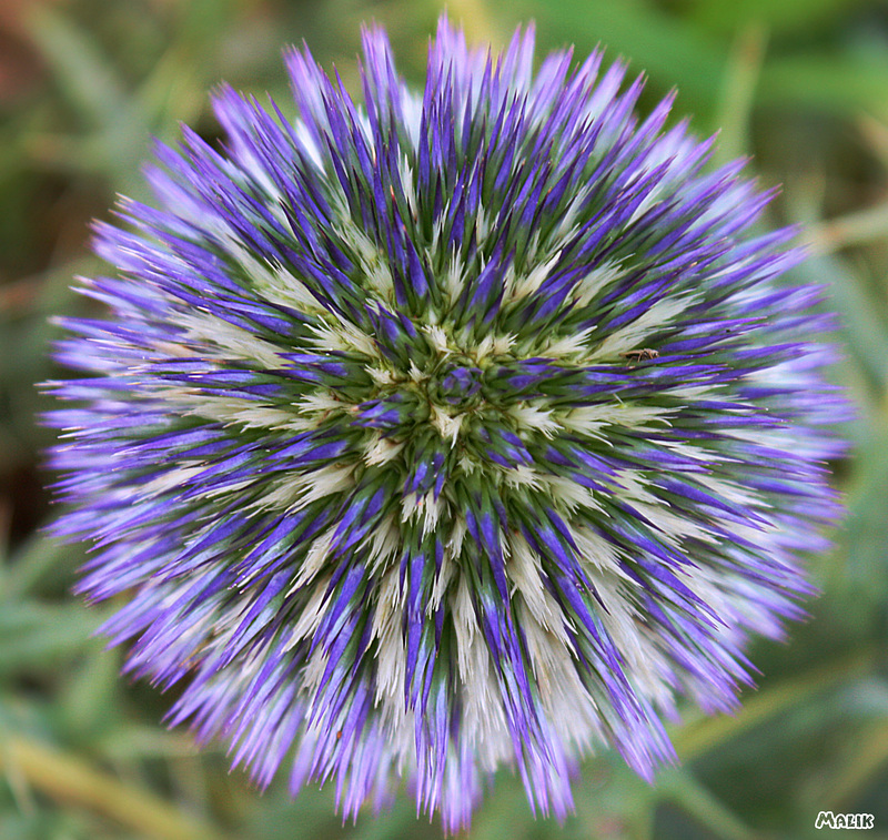 Fleur confinée.