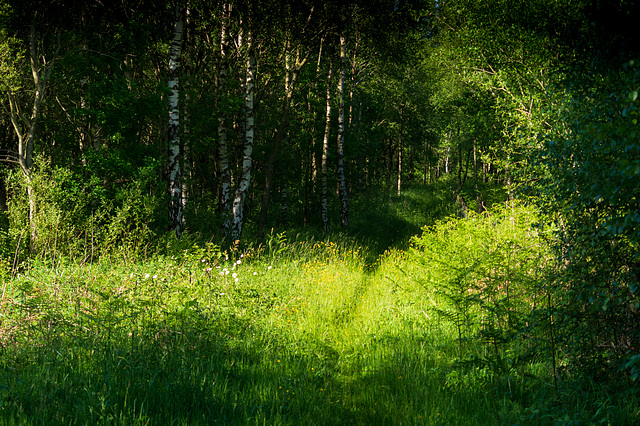 Longendendale Trail at Wildboar Clough