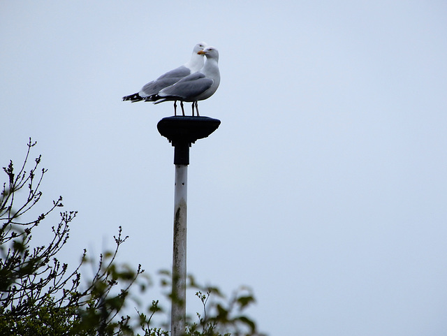 un goeland peut en cacher un autre,