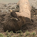 EF7A0328-CR2 DxO DeepPRIME -1Capybarav6