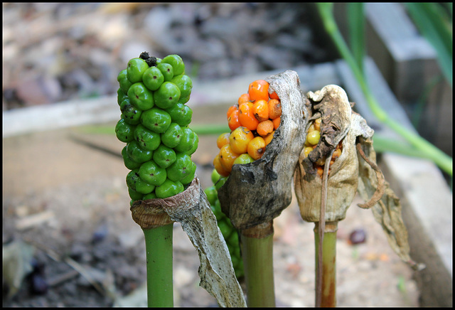 Arum maculatum (4)