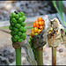 Arum maculatum (4)