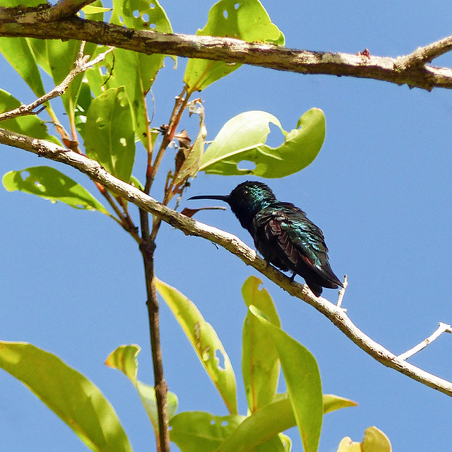 Hummingbird, Tobago