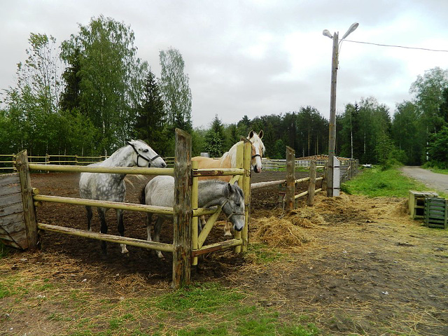 #2 - Adriana A - Fence for horses - 51̊ 0points