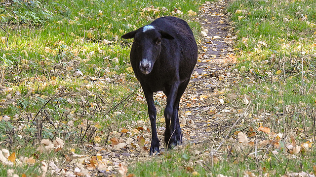 20181014 4215CPw [D~LIP] Schaf, Landschaftsgarten, Bad Salzuflen