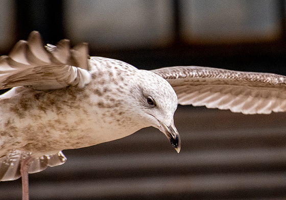 Gull in flight