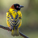 Village weaver bird.7jpg