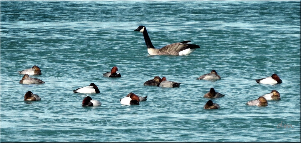 Winter visitors in Michigan.