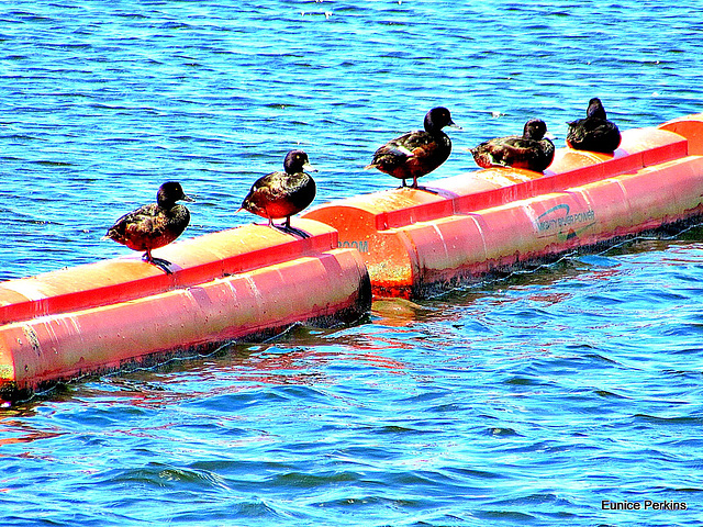 At Lake Karapiro.