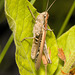 IMG 2553 Grasshopperv2