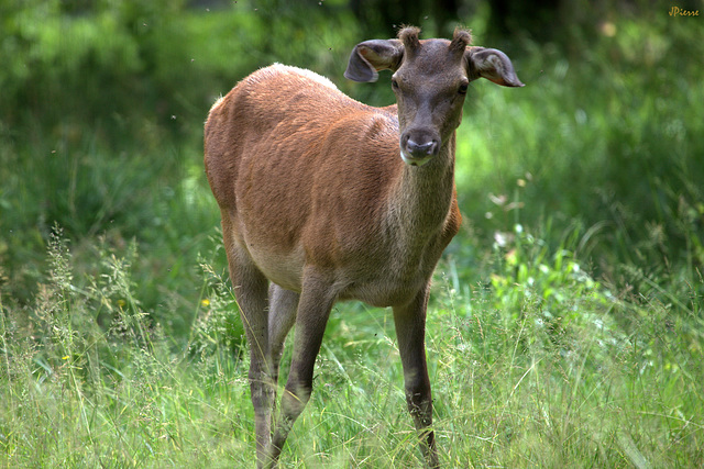 Hère pas encore cerf