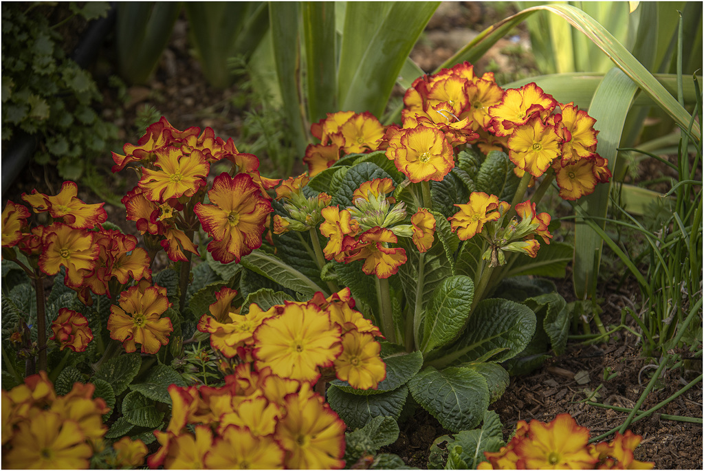 Primula officinalis