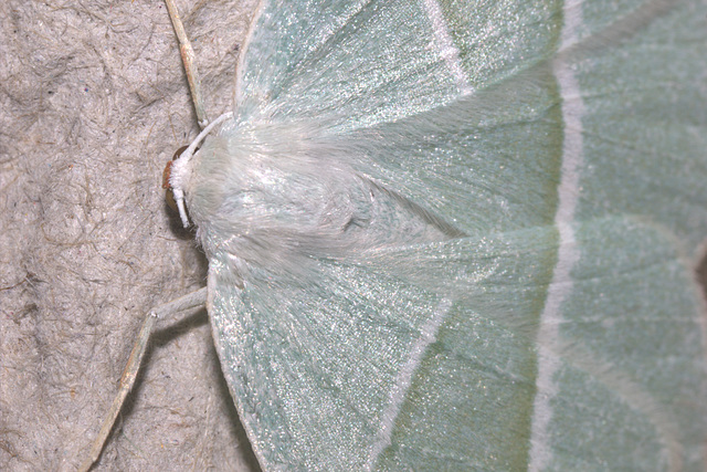 IMG 5139MothPerivaleNatureReserve31May2015Canon550CanonMPE