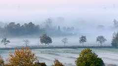 Kornweidenwettern im Morgennebel