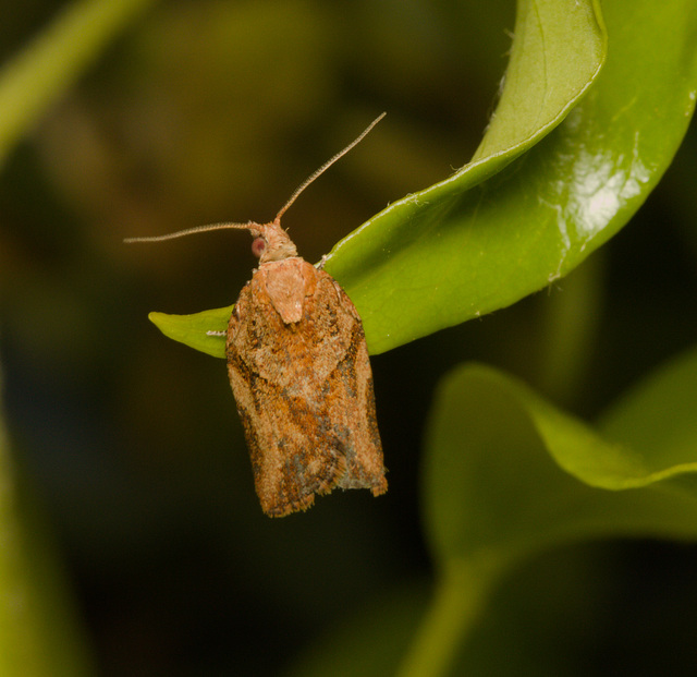 MothIMG 4560