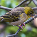 Village weaver bird
