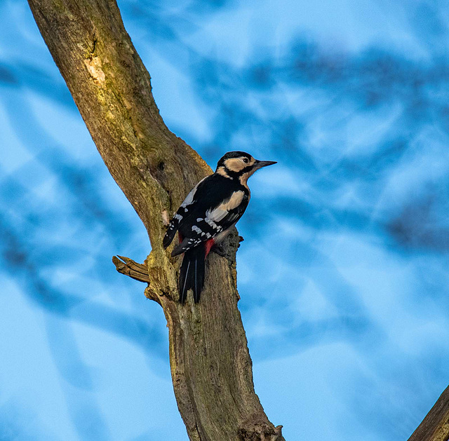 Greaet spotted woodpecker