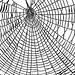 spiders web 1