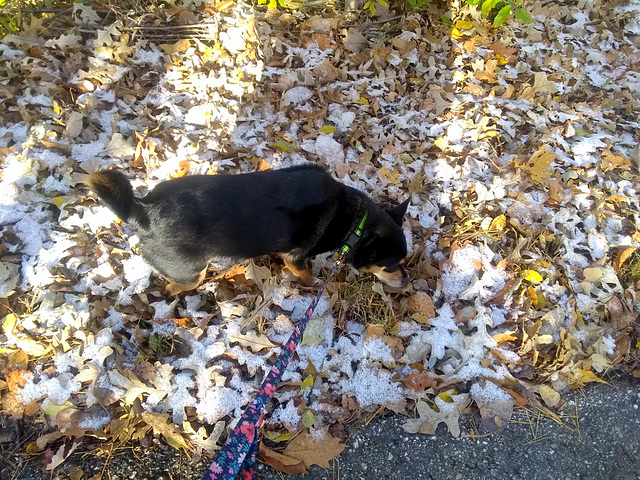 Maggie's first walk in the snow this season.