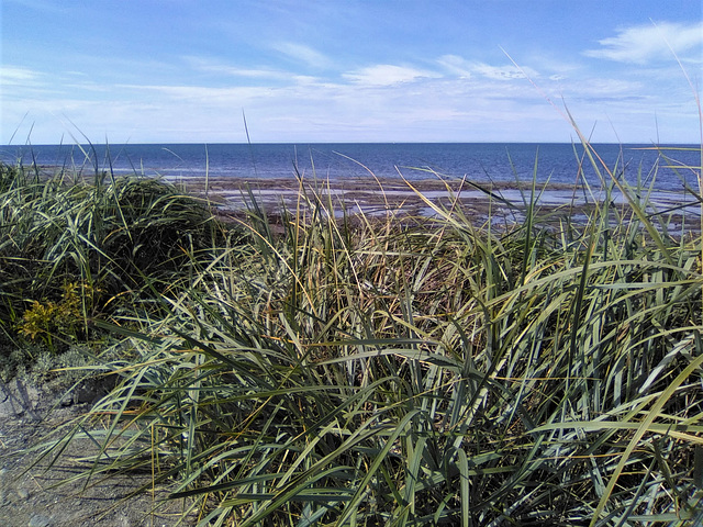 Végétation flavienne / Beach scrub