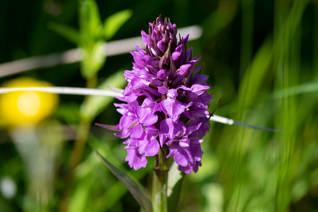 Marsh Orchid at Torside