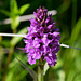 Marsh Orchid at Torside