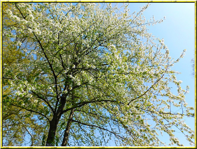 Floraison au parc**************